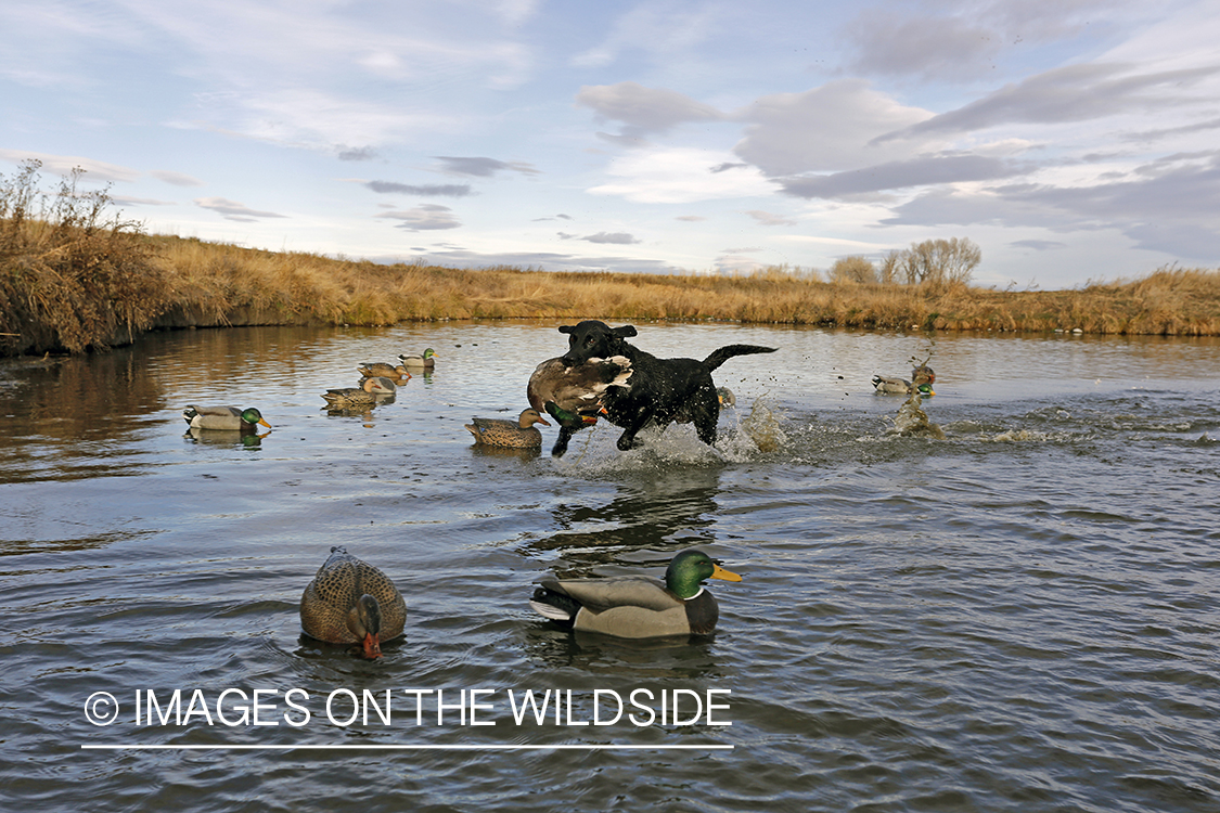 Black lab retrieving mallard drake.