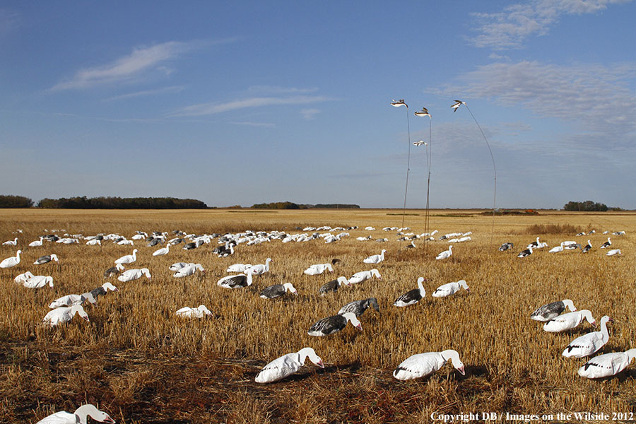 Snow goose decoy set up in field.