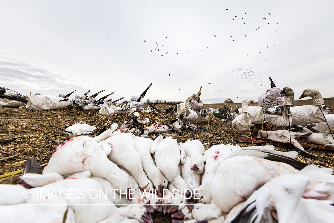 Hunters shooting geese.