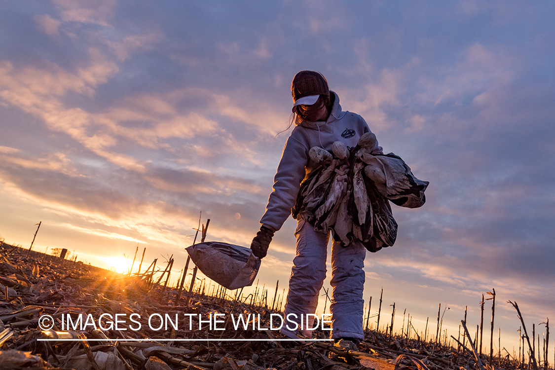 Female goose hunter packing up after day of hunting.
