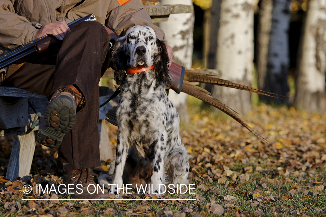 Hunter with English Setter in autumn.