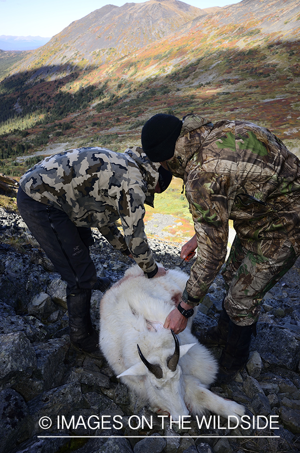 Stone sheep and Mountain goat hunting.