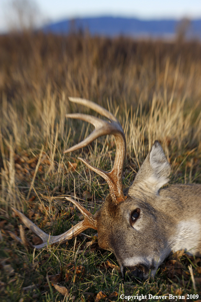 Hunter-Killed whitetail buck.