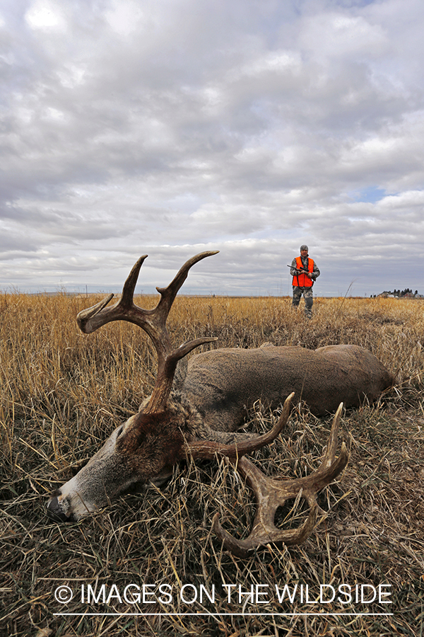 White-tailed deer hunter approaching downed buck.