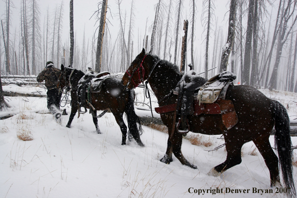 Elk hunter leading horses through snow