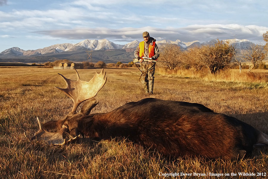 Hunter with downed bull moose in field.