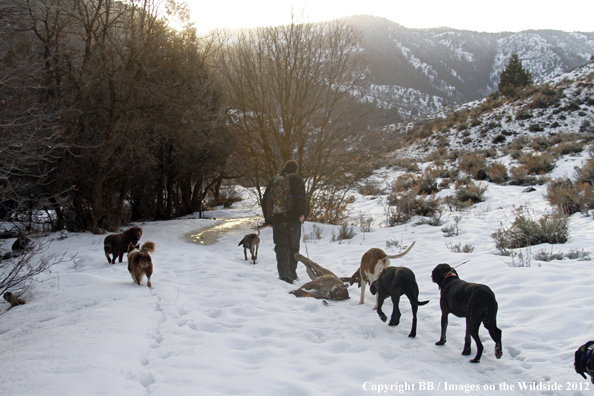 Hunter dragging out mountain lion with dogs. 