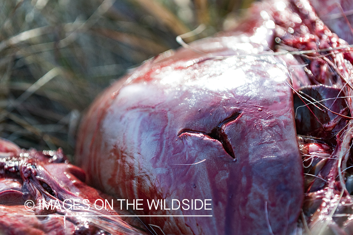 Broadhead arrow wound in deer liver.