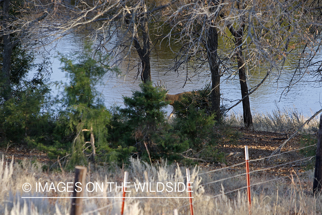 White-tailed buck in field.