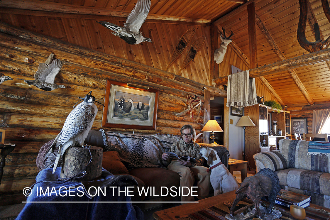 Falconer lounging in cabin with hooded gyr falcon.