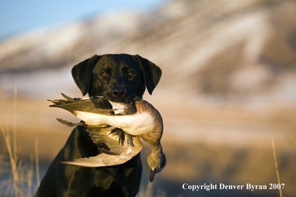 Black Labrador with retrieved Wigeon