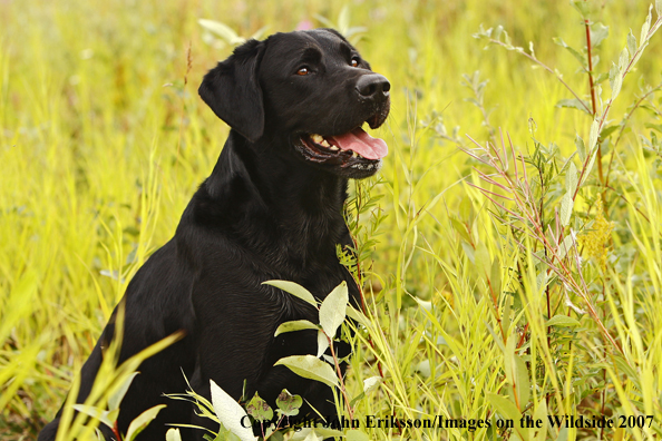 Black Labrador in field