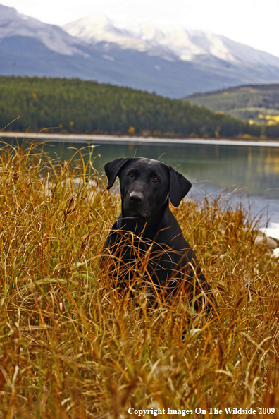 Black Labrador Retriever