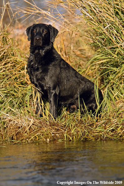 Black Labrador Retriever