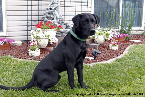 Black Labrador Retriever 