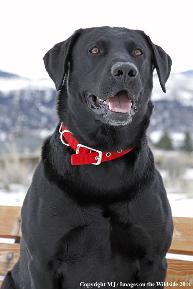 Black Labrador Retriever in winter. 