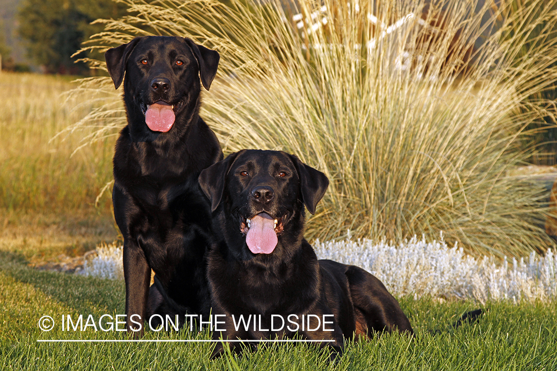 Black Labrador Retrievers