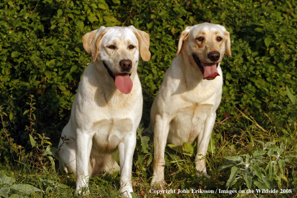 Yellow Labrador Retrievers in field