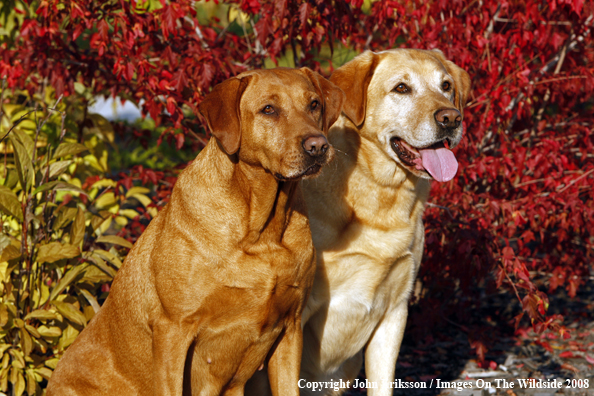 Yellow Labrador Retrievers 