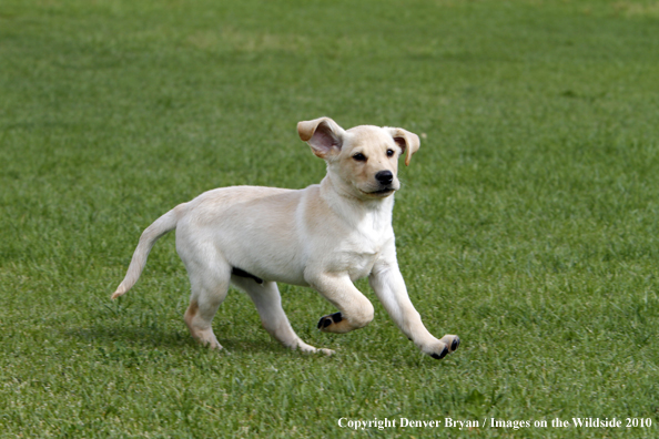 Yellow Labrador Retriever Puppy 