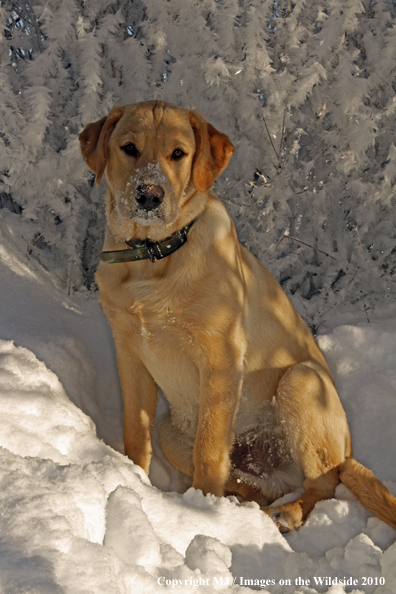 Yellow Labrador Retriever 