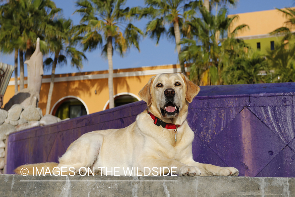 Yellow lab in front of house.