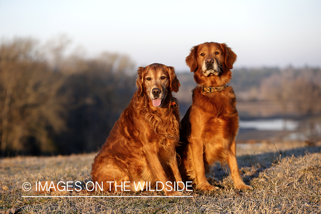 Golden Retrievers