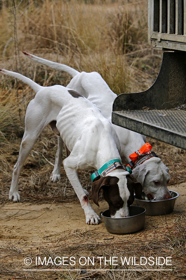 English pointers on bobwhite quail hunt.