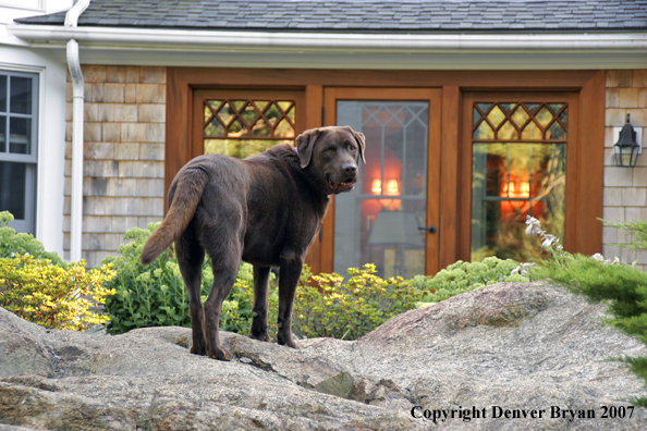 Chocolate Labrador Retriever