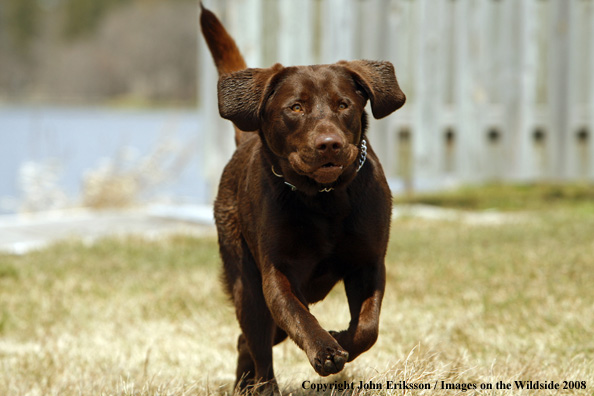 Chocolate Labrador Retriever running