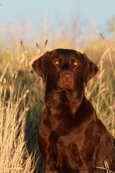 Chocolate Labrador Retriever