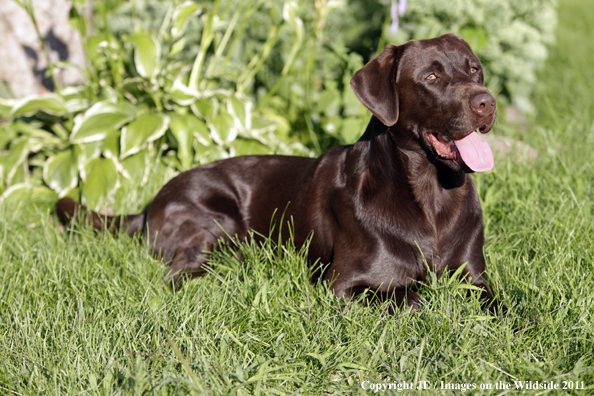 Chocolate Labrador Retriever.