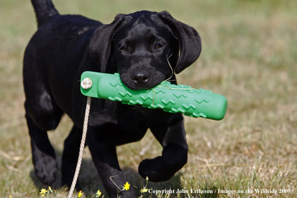 Black Labrador Retriever puppy in field