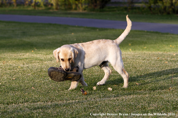 Yellow Labrador Retriever Puppy