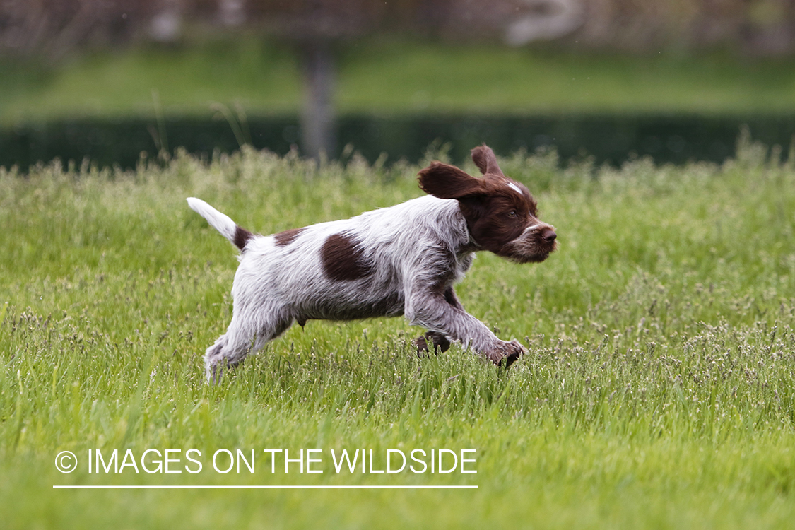 Wirehaired pointing griffon puppy running.