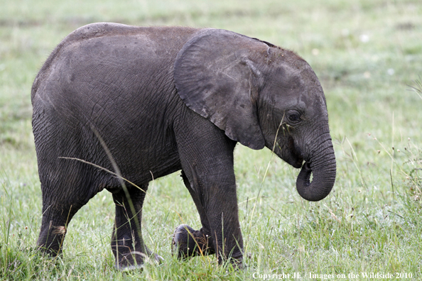 African Elephant (calf)