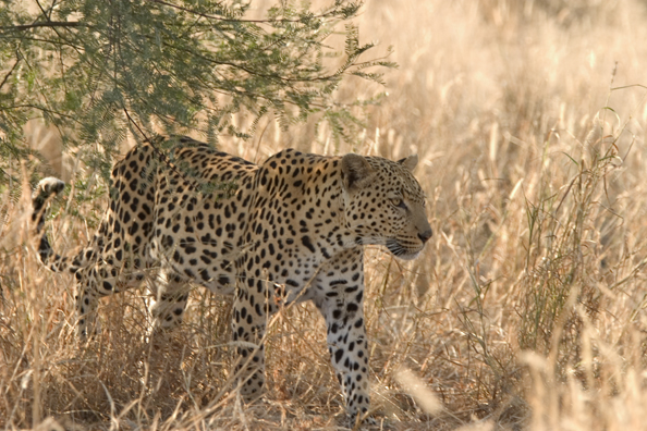 Leopard in habitat. Africa