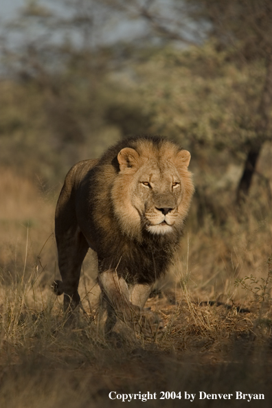 Male African lion in habitat. Africa