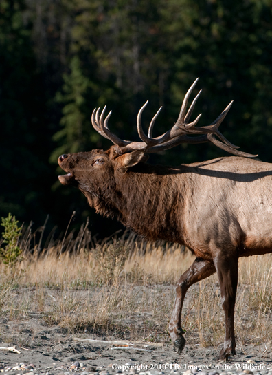 Rocky mountain elk in habitat.