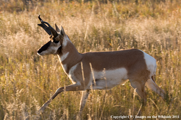 Pronghorn Antelope running. 