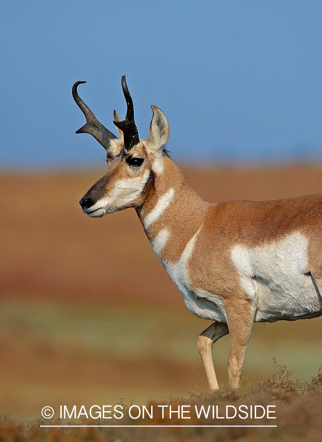 Pronghorn antelope in field.