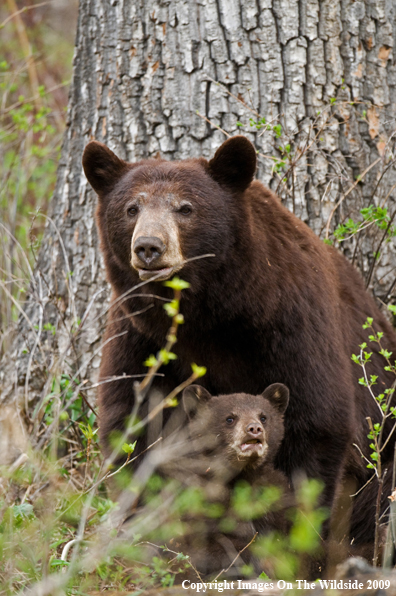 Black Bear and Cub