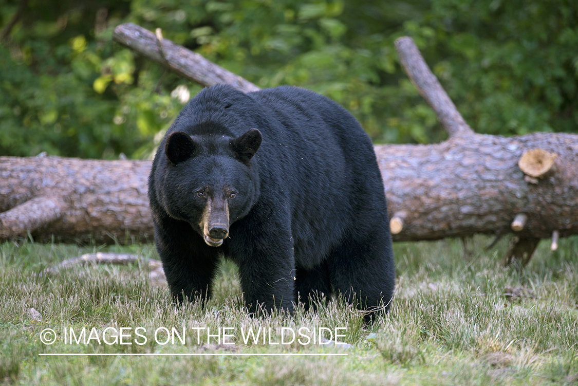 Black Bear in habitat.