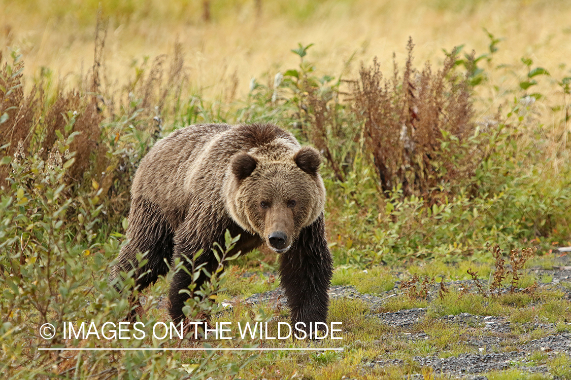 Brown Bear in Alaska.