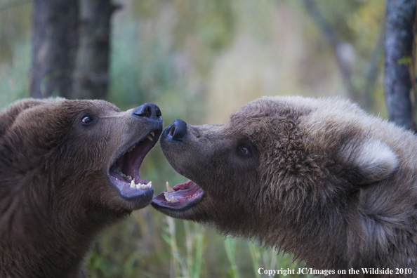 Bears in natural habitat