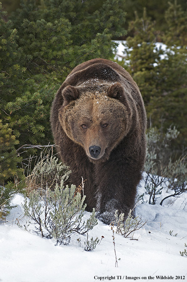 Grizzly Bear in habitat.