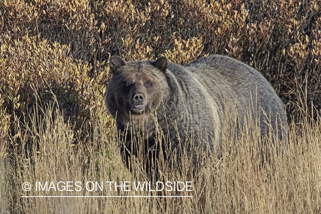 Grizzly bear in Rocky Mountain habitat.