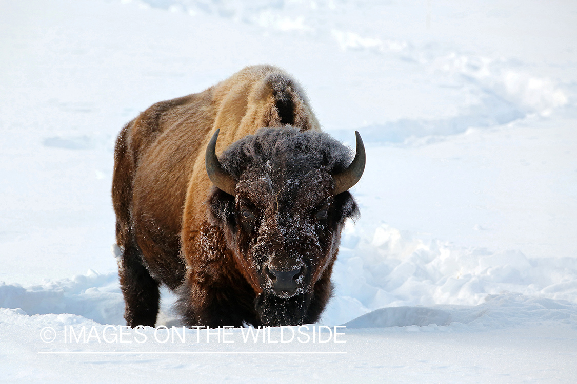 Frosty bison in winter.