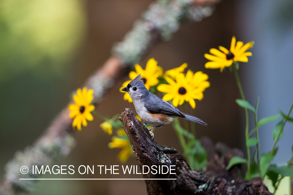 Tufted titmouse in habitat. 