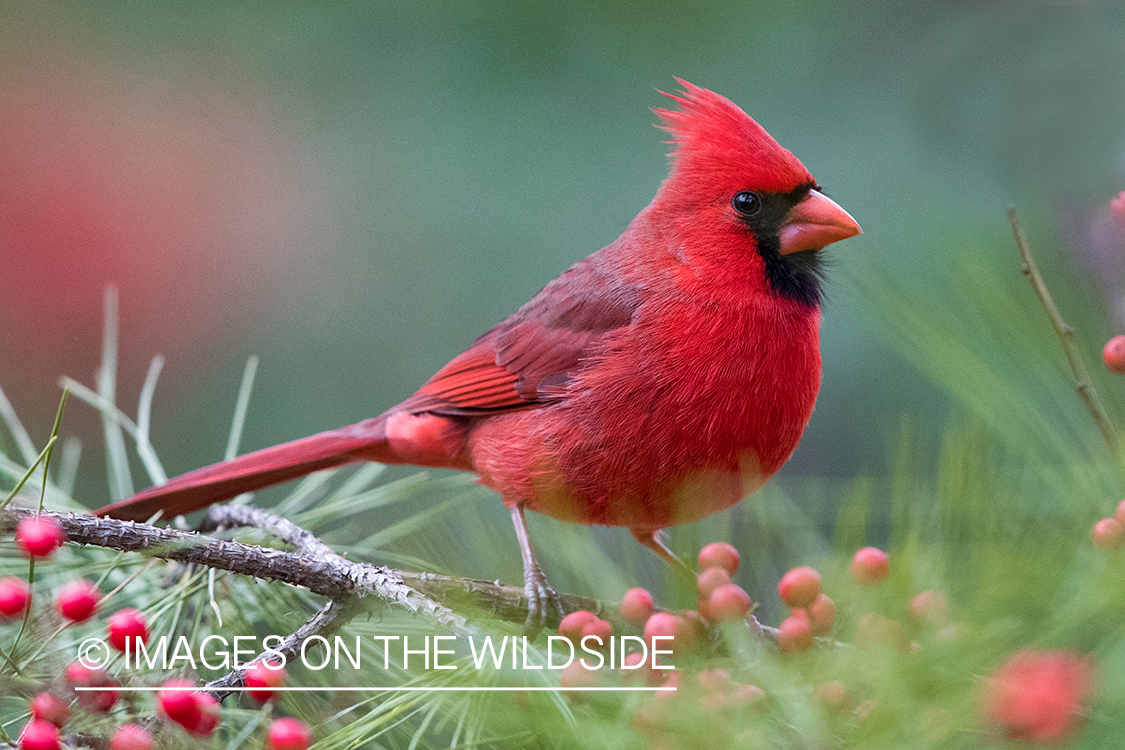 Northern Cardinal on branch.